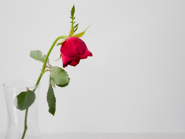 枯れかけてしまったお花の画像